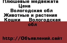 Плюшевые медвежата  › Цена ­ 5 000 - Вологодская обл. Животные и растения » Кошки   . Вологодская обл.